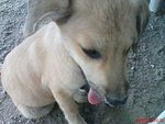 Labrador Mix (Happy) - Mixed Breed Dog