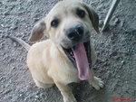 Labrador Mix (Happy) - Mixed Breed Dog