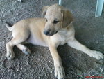 Labrador Mix (Happy) - Mixed Breed Dog