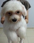 PF48911 - Maltese Dog