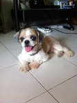 Mr Dido, The Shitzu - Shih Tzu Dog