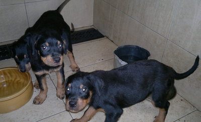 Rottweiler Puppy  - Rottweiler Dog