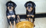 Rottweiler Puppy  - Rottweiler Dog