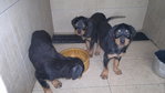 Rottweiler Puppy  - Rottweiler Dog