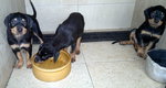 Rottweiler Puppy  - Rottweiler Dog