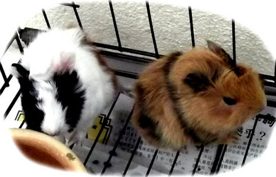 Guinea Pigs - Guinea Pig Small & Furry