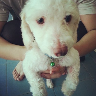 Poodle Found In Cheras - Poodle Dog