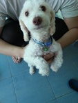 Poodle Found In Cheras - Poodle Dog