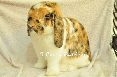 Holland Lop - Tri Color 29 - Holland Lop Rabbit