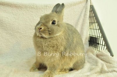 Netherland Dwarf - Opal 299 - Netherland Dwarf Rabbit