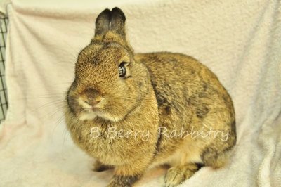 Netherland Dwarf - Chestnut 299 - Netherland Dwarf Rabbit