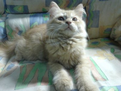 Telly - Persian + Domestic Long Hair Cat