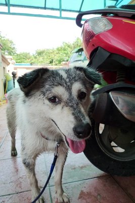 Little White - Mixed Breed Dog