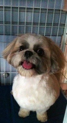 Jacky - Shih Tzu Dog