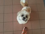 Jacky - Shih Tzu Dog