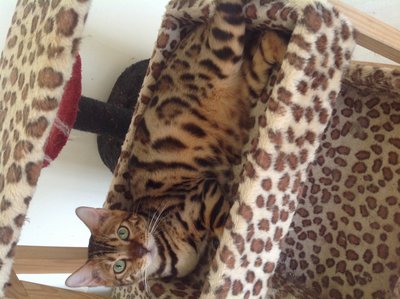 Bengal Cat  - Bengal Cat