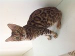 Bengal Cat  - Bengal Cat