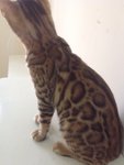 Bengal Cat  - Bengal Cat