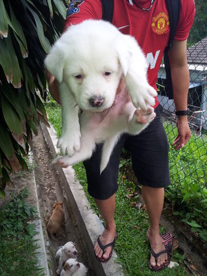 White Angel - Mixed Breed Dog