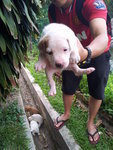 Yin Yang Boy - Mixed Breed Dog