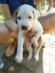 Yin Yang Boy - Mixed Breed Dog