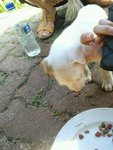 Yin Yang Boy - Mixed Breed Dog