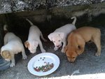 Yin Yang Boy - Mixed Breed Dog