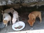 Yin Yang Boy - Mixed Breed Dog