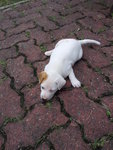 Yin Yang Boy - Mixed Breed Dog