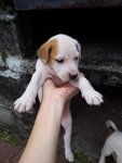 Yin Yang Boy - Mixed Breed Dog