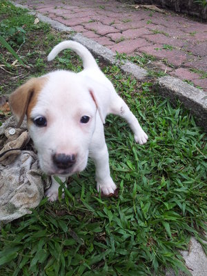 Yin Yang Boy - Mixed Breed Dog