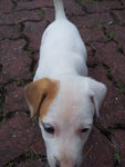 Yin Yang Boy - Mixed Breed Dog