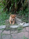 Bb Girl - Mixed Breed Dog