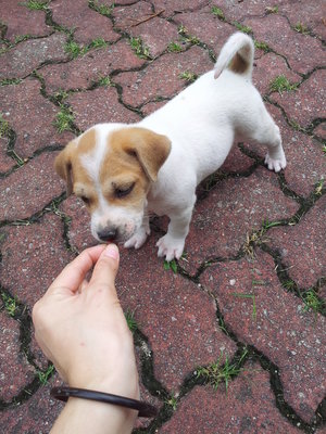 Patchy Boy - Mixed Breed Dog