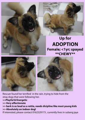 Chewy - Pekingese Mix Dog