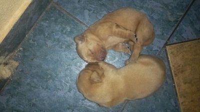 Female Golden Retriever Puppy - Golden Retriever Dog