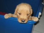 Female Golden Retriever Puppy - Golden Retriever Dog