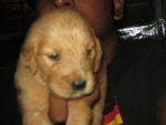 Female Golden Retriever Puppy - Golden Retriever Dog