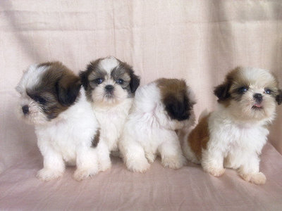 Shih Tzu - Shih Tzu Dog