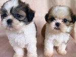 Shih Tzu - Shih Tzu Dog