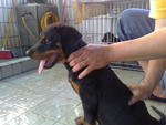 Rottweiler - Rottweiler Dog