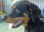 Rottweiler - Rottweiler Dog