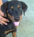 Rottweiler - Rottweiler Dog