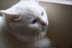 Snowy - Persian + Domestic Medium Hair Cat