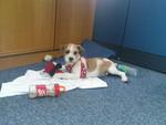 Chewing my favorite toy at foster mommy's office