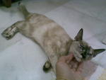 Sulu Ati - Siamese + Domestic Short Hair Cat