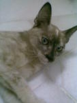 Sulu Ati - Siamese + Domestic Short Hair Cat