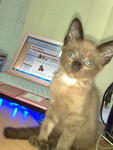 Oddy - Siamese Cat