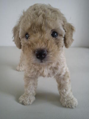 Female Toy Poodle - Poodle Dog