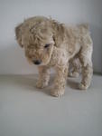 Female Toy Poodle - Poodle Dog